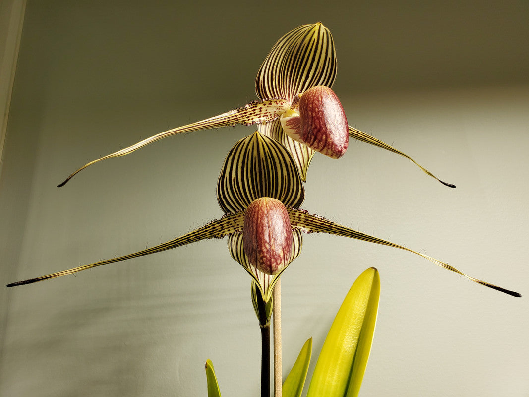 Paph. rothschildianum (Best of 2015 x Canadian Club GM/JOGA) Secondary image