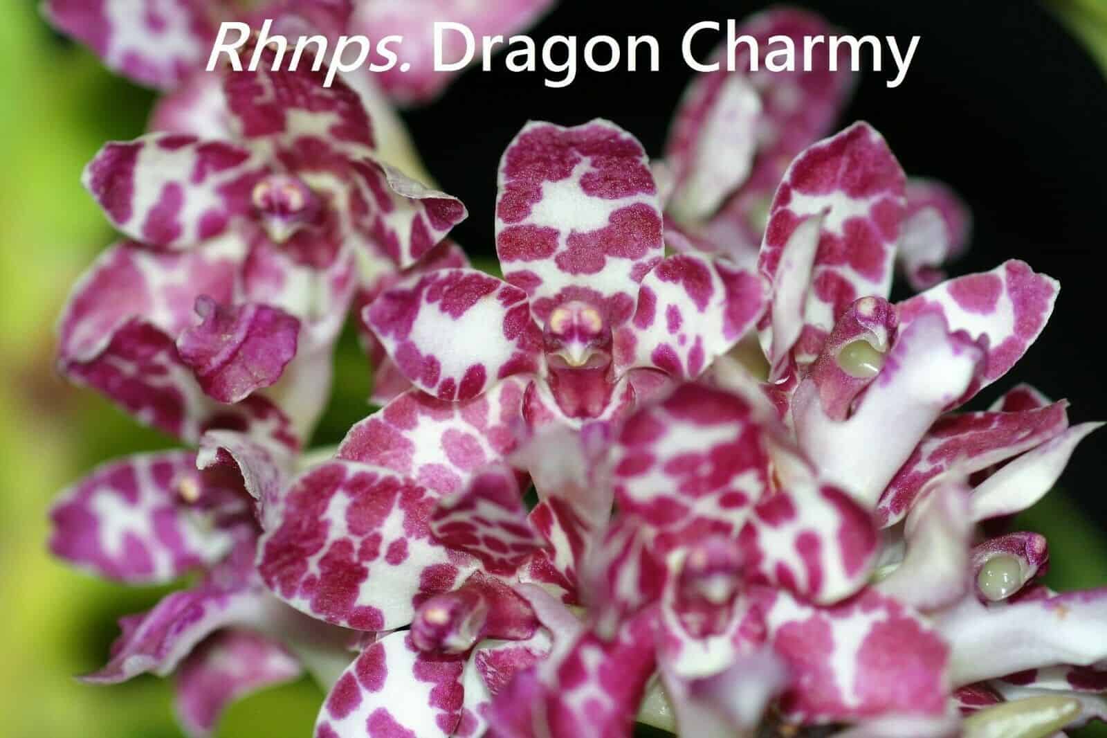Rhynchonopsis Dragon Charmy (Highly Fragrant) Main image
