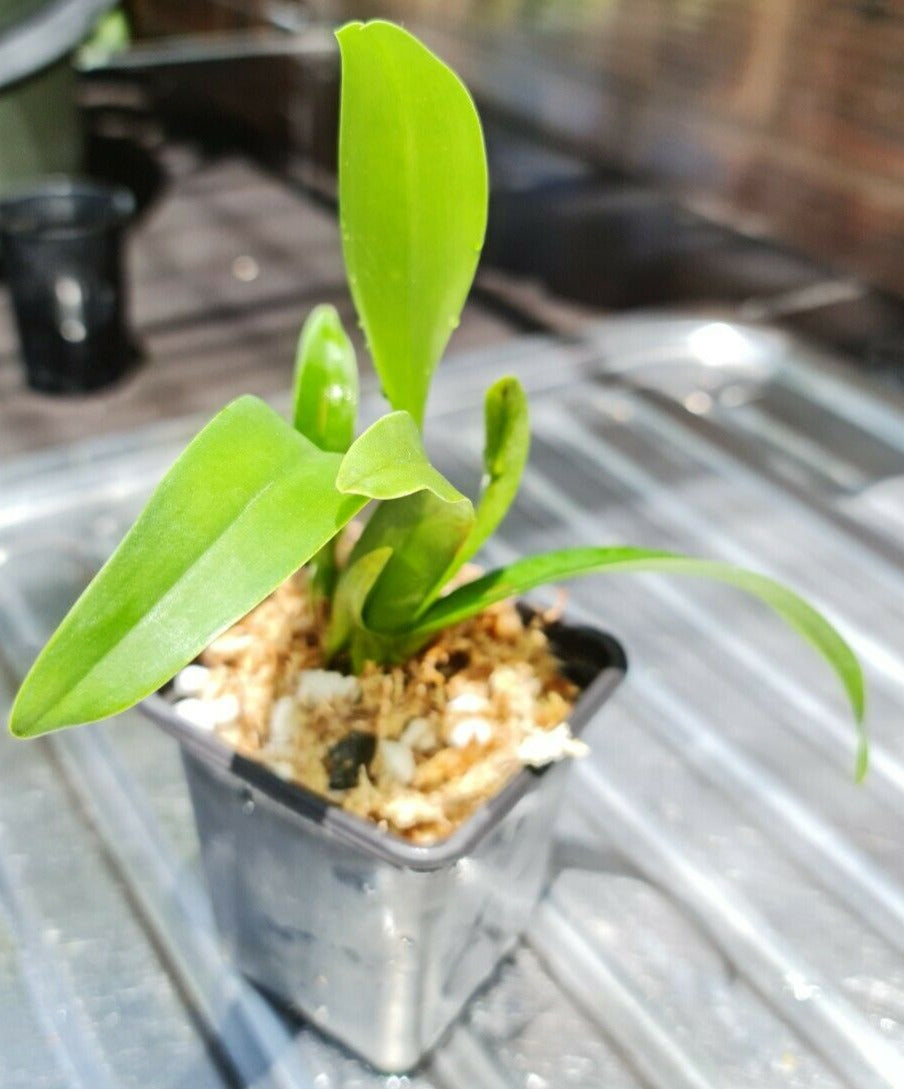 Spotted Cattleya (Bright Star) Secondary image
