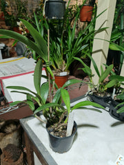 ORCHID - Cattleya Bowringiana var. Coerulea - SPECIES - RARE COLOUR FORM