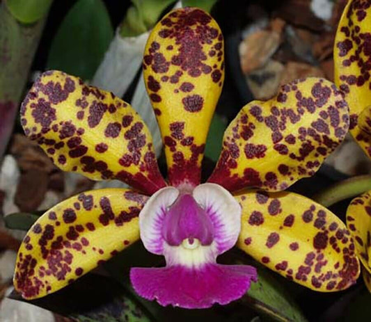 Spotted Cattleya Budai Win Eyes