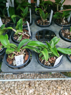 Spotted Cattleya Budai Win Eyes