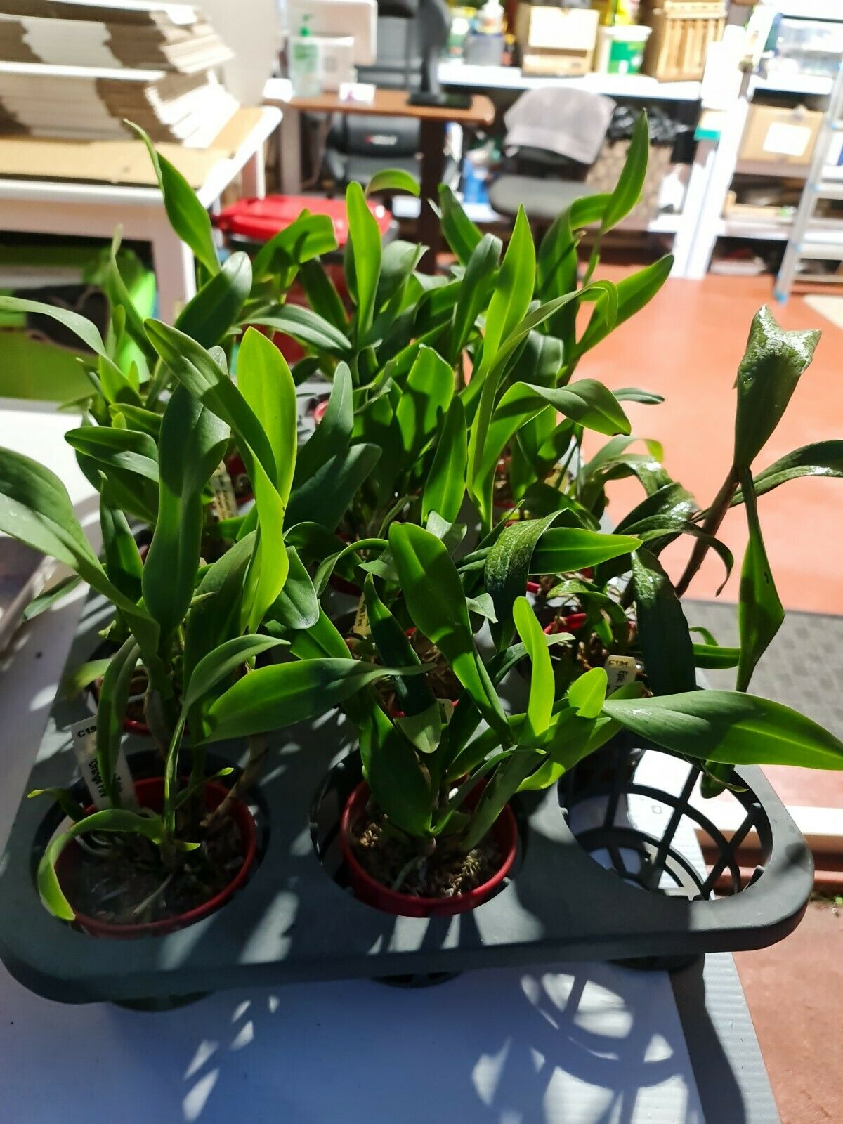 Eplc. Volcano Trick "Orange Fire" Secondary image