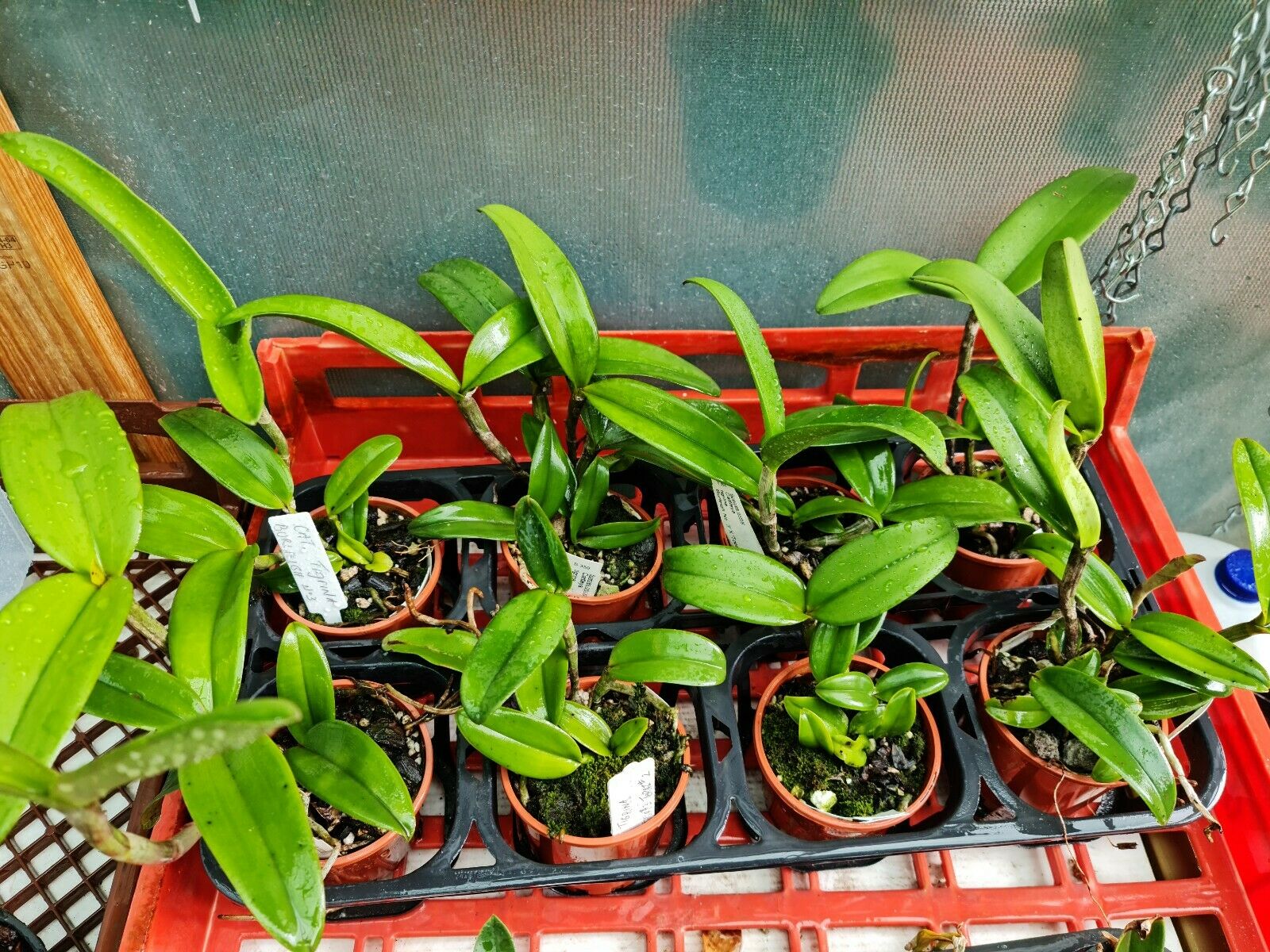 Cattleya Tigrina Secondary image