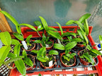 Cattleya Tigrina Products 