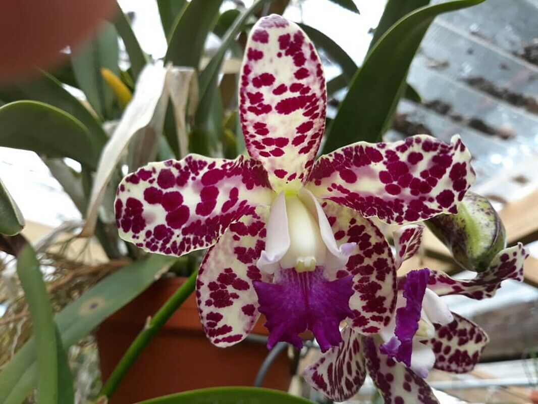 C. Caudebec Candy Burgundy 'Hot Spots' (Spotted Cattleya Orchid)