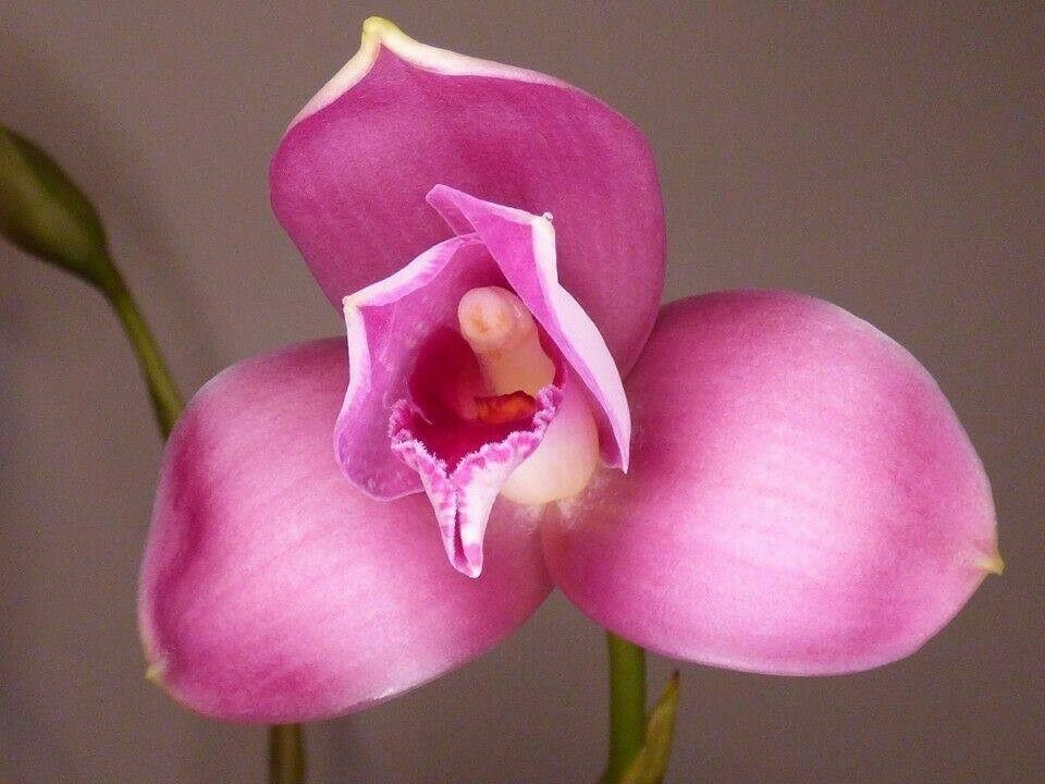 Lyc. Rakuhoku x Lyc. Jean Tolliday Kendolie