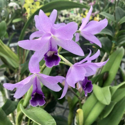 ORCHID - Cattleya Bowringiana var. Coerulea - SPECIES - RARE COLOUR FORM