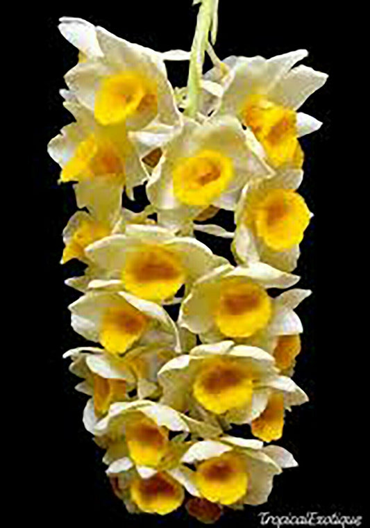 Dendrobium Guibertii Orchid Species