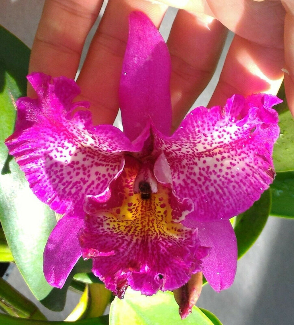 Spotted Cattleya (Bright Star)