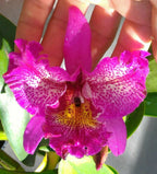 Spotted Cattleya (Bright Star)