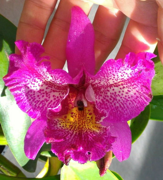 Spotted Cattleya (Bright Star)