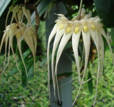 Bulbophyllum Sanguineopunctatum