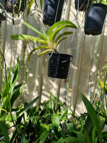 Cleisomeria Lanatum Secondary image