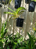 Cleisomeria Lanatum Products