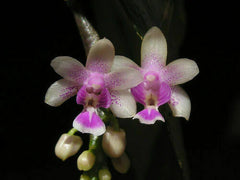 Phalaenopsis Deliciosa (Miniature Species)