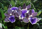Zygopetalum Artur Elle (Unusal Variety)