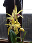 Dendrobium Cosmic Gold (Avril's Gold Pumpkin Pie X Spec. Yellow)