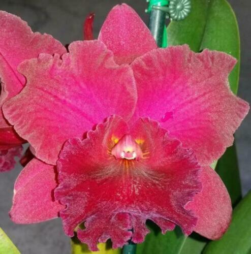 Rlc. Delta Red "Southern Ruby" Main image