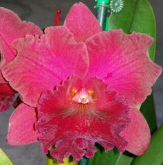 Rlc. Delta Red "Southern Ruby"