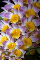 Dendrobium Floralia (Fragrant)