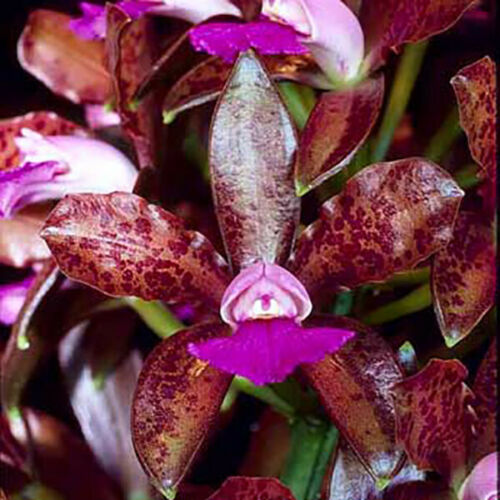 Cattleya Tigrina Products 