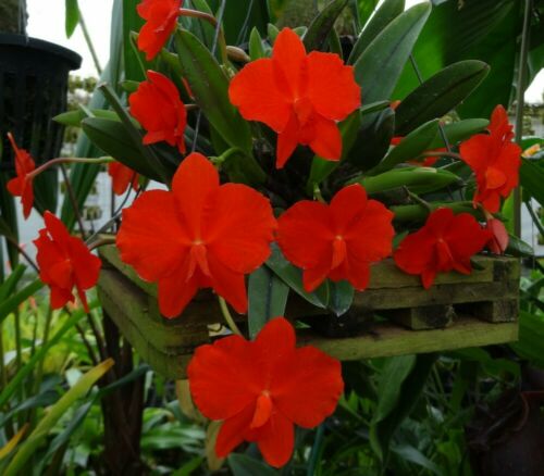 Rare Variety ( Sophronitis Coccinea Roxanne X Sib) From Tokyo (IN SPIKE)