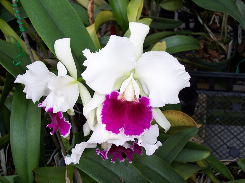 Cattleya Lucky Sagami (labiata × Stephen Oliver Fouraker) Secondary image