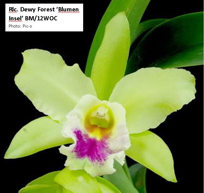 Rlc. Dewy Forest 'Blumen Insel' Main image
