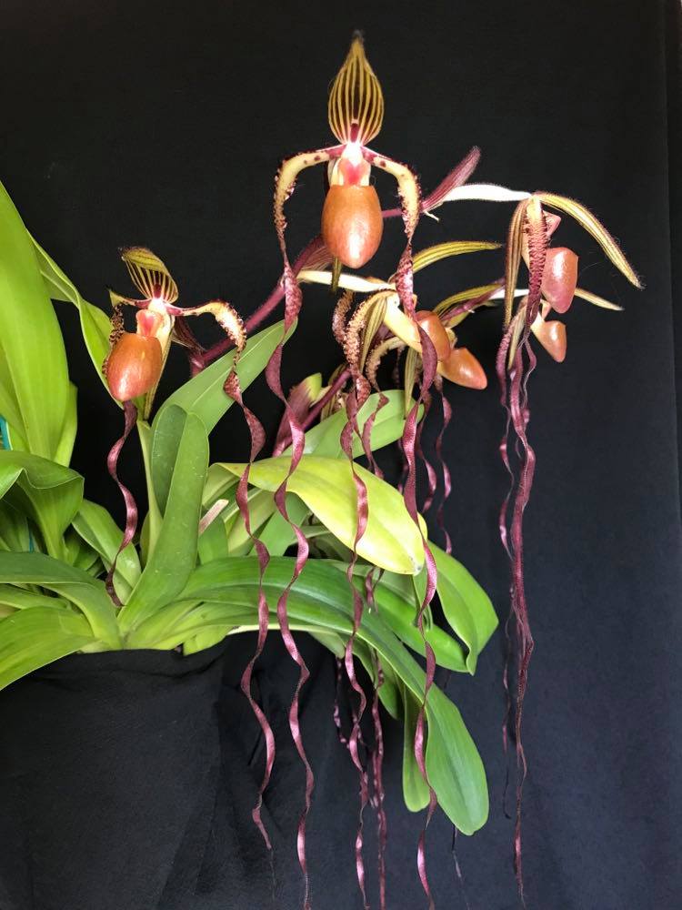 Paphiopedilum St. Swithin  X Paph. Sanderianum Secondary image