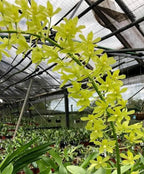 Grammatophyllum scriptum var. alba