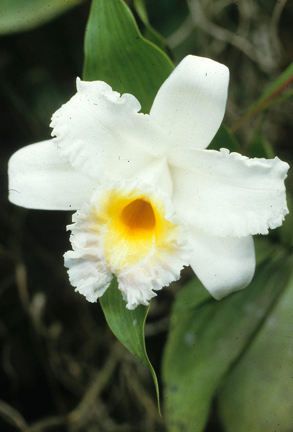 Sobralia Powellii (Fragrant Species From Ecuador)