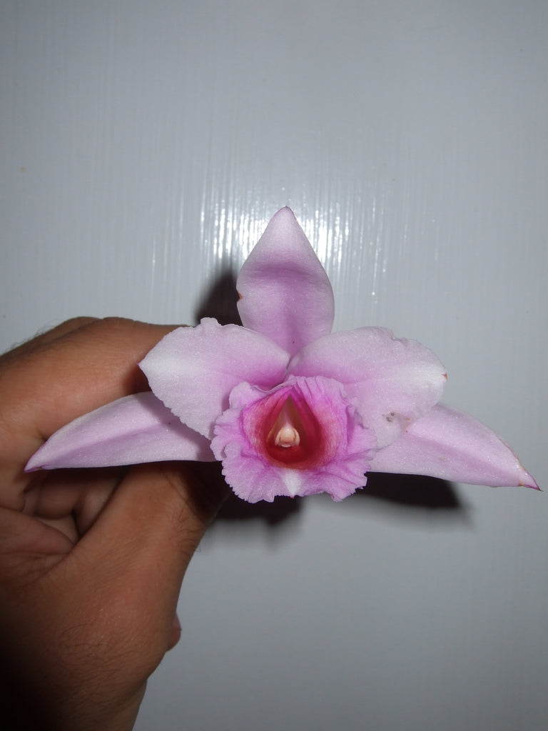 Sobralia Panamensis (FRAGRANT SPECIES)