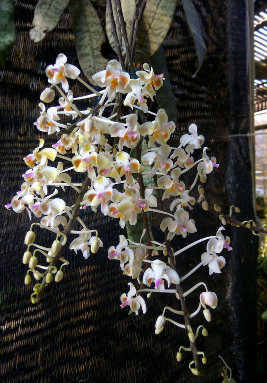 Phal. celebensis (VERY RARE MOTTLED LEAVED)