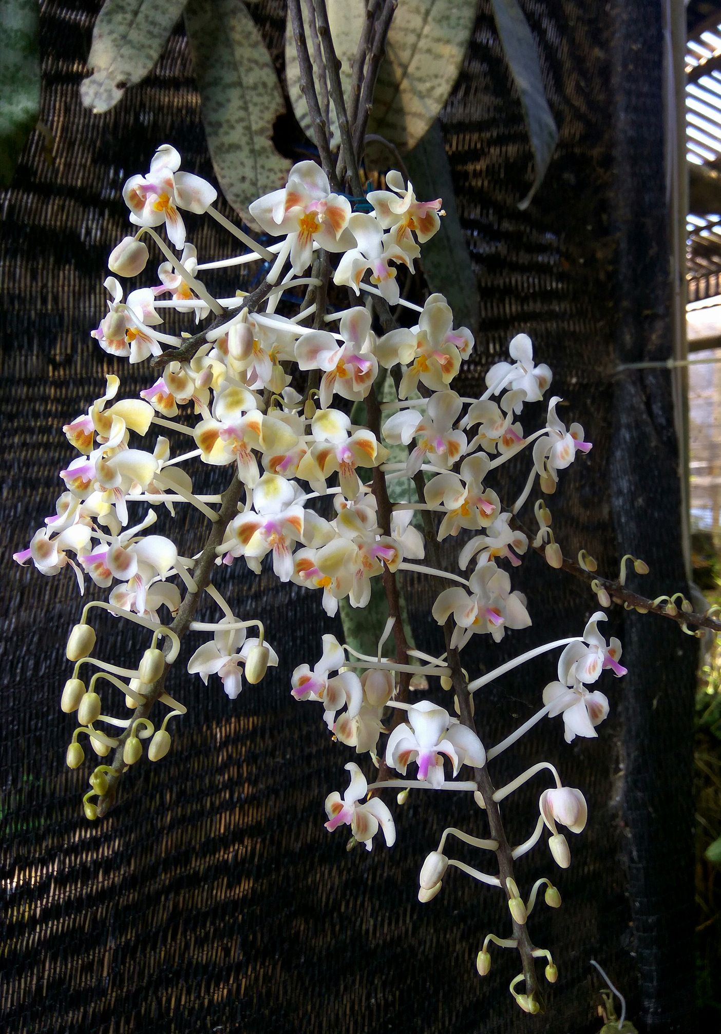 Phal. celebensis (RARE MOTTLED SPECIES) Main image