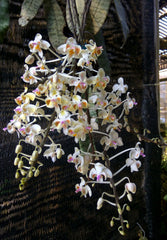 Phal. celebensis (RARE MOTTLED SPECIES)