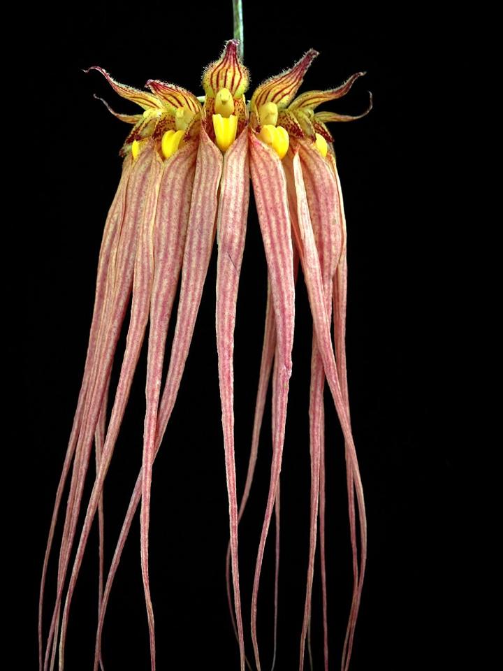Bulbophyllum Longissimum (Fragrant) Main image