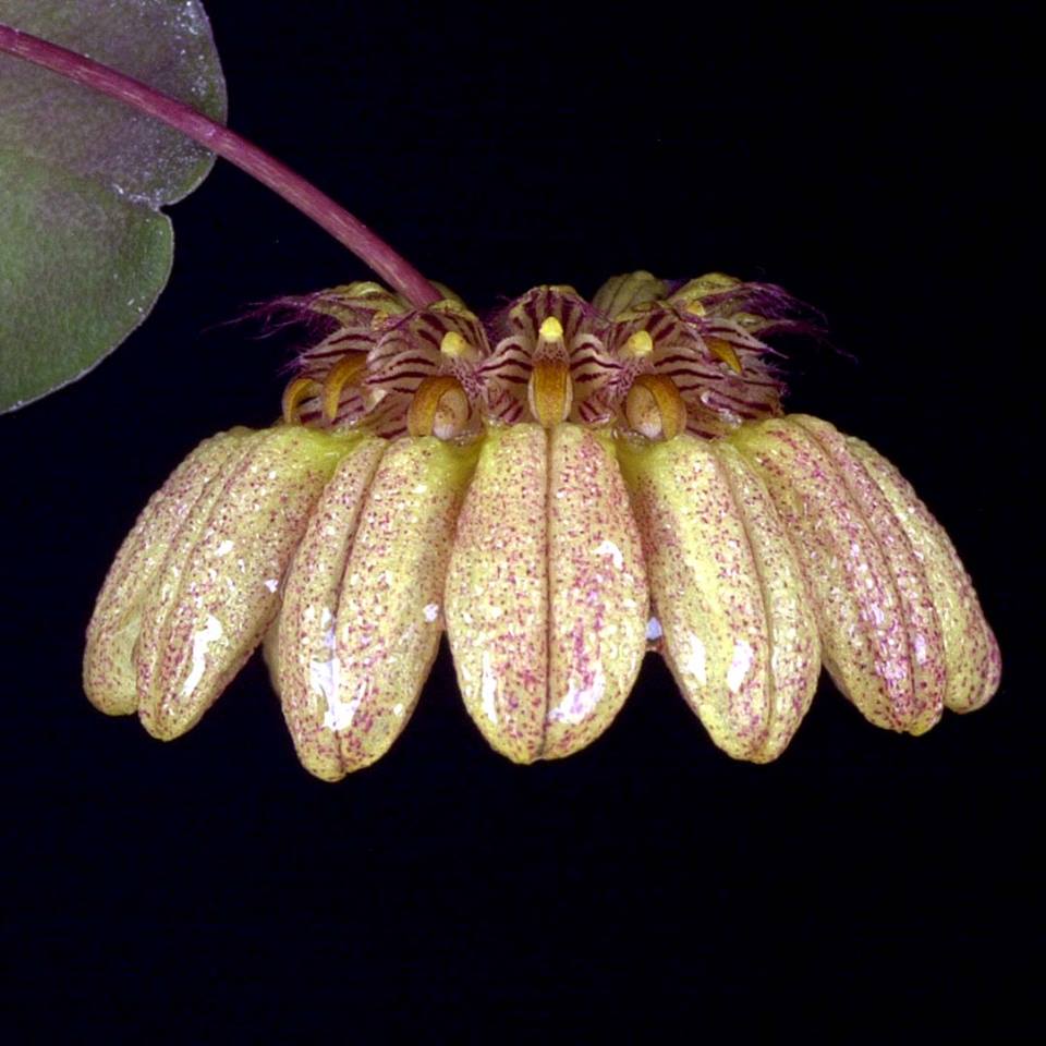 Bulbophyllum roxburghii (Beautiful Species from India)