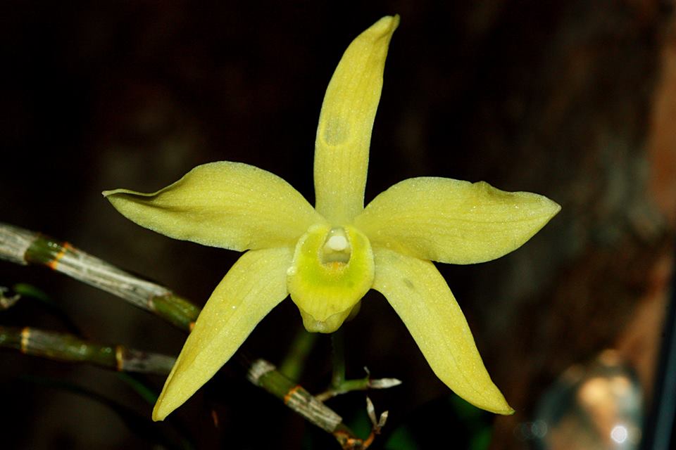 Dendrobium Wilsonii 'Yellow'