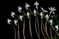 Aerangis Ellisii Species From Madagascar