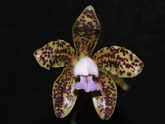 Spotted Cattleya (Chocolate Chip x Jungle Queen) NEW!!!