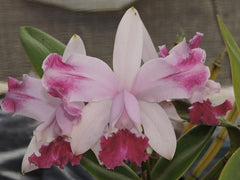 Catt. Gene May Southern Cross x Encylia Cordigera Dark