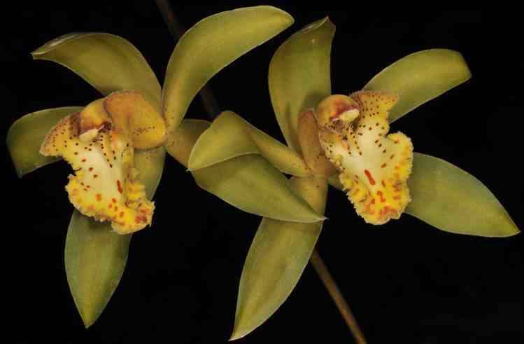 Cymbidium Deathwish 'Orange' x Cym. Veronica Clowes