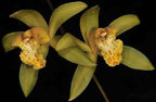 Cymbidium Deathwish 'Orange' x Cym. Veronica Clowes