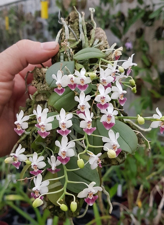 Species Phalaenopsis Decumbens ( Parishii)