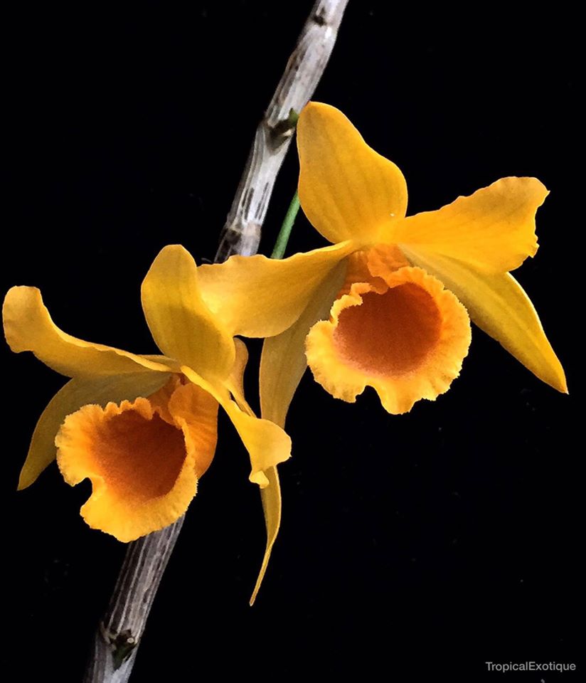 Dendrobium henryi (Fragrant Species) Main image