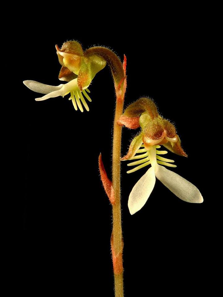(Herbal Jewel Orchid) - Anoectochilus formosanus hayata