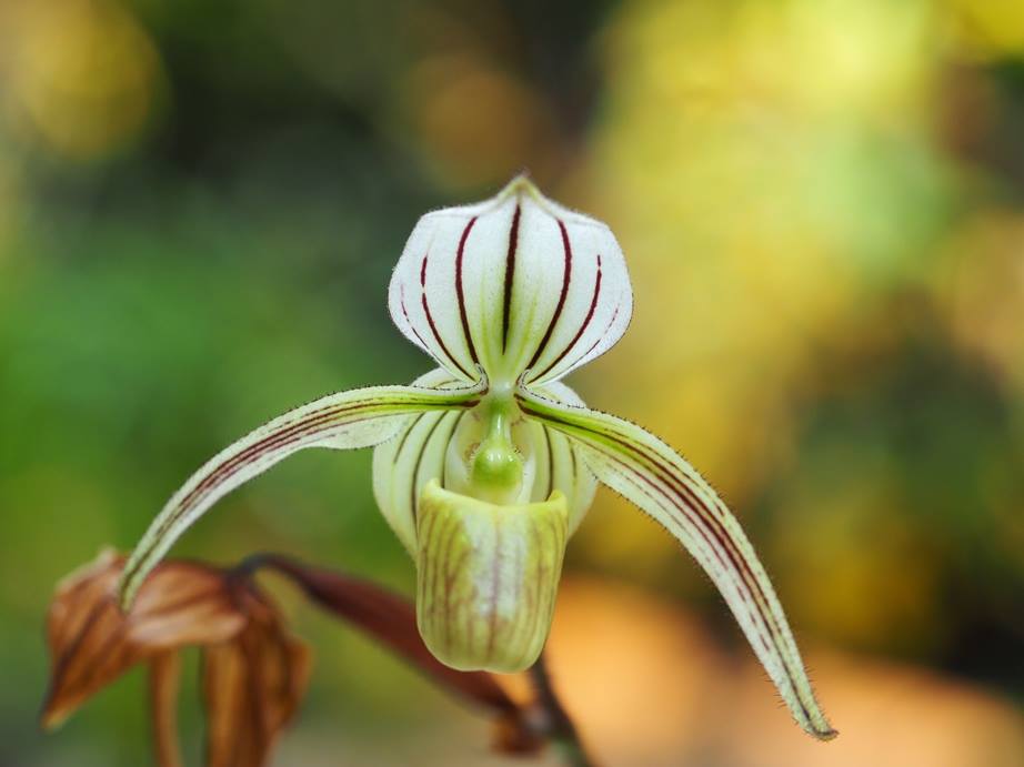 Paphiopedilum Gemstone's Randschild (Paph. randsii x Paph. rothschildianum) Main image