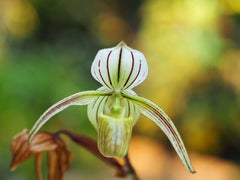 Paphiopedilum Gemstone's Randschild (Paph. randsii x Paph. rothschildianum)