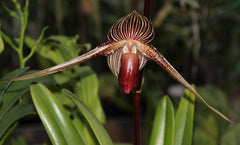 Paphiopedilum Gemstone's Randschild (Paph. randsii x Paph. rothschildianum)